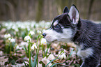 Siberian Husky puppy