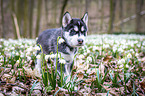 Siberian Husky puppy