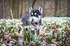 Siberian Husky puppy