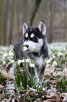Siberian Husky puppy
