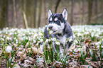 Siberian Husky puppy