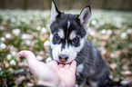 Siberian Husky puppy