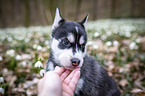 Siberian Husky puppy