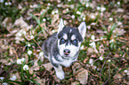 Siberian Husky puppy