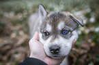 Siberian Husky puppy