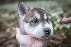 Siberian Husky puppy