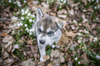 Siberian Husky puppy