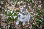 Siberian Husky puppy