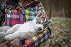 woman with Siberian Husky puppy