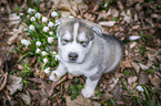 Siberian Husky puppy