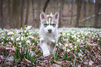 Siberian Husky puppy