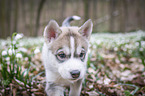 Siberian Husky puppy