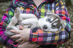 woman with Siberian Husky puppy