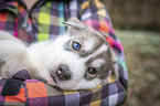 woman with Siberian Husky puppy