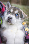 Siberian Husky puppy