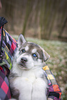 Siberian Husky puppy