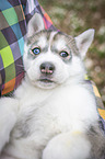 woman with Siberian Husky puppy