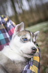 Siberian Husky puppy