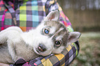 Siberian Husky puppy