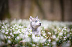 Siberian Husky puppy