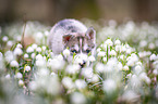 Siberian Husky puppy