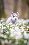 Siberian Husky puppy