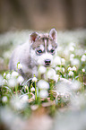 Siberian Husky puppy