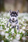 Siberian Husky puppy