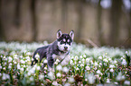 Siberian Husky puppy