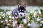 Siberian Husky puppy