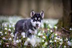 Siberian Husky puppy