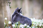 Siberian Husky puppy