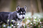 Siberian Husky puppy