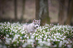 Siberian Husky puppy