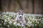 Siberian Husky puppy