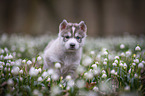 Siberian Husky puppy