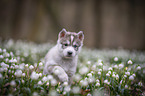 Siberian Husky puppy