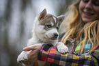 woman with Siberian Husky puppy