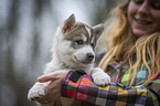 woman with Siberian Husky puppy