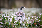 Siberian Husky puppy