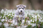 Siberian Husky puppy