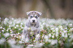 Siberian Husky puppy