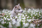 Siberian Husky puppy