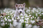 Siberian Husky puppy