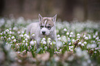 Siberian Husky puppy