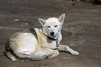 lying Siberian Husky