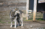 standing Siberian Husky