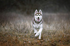 running Siberian Husky