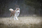 walking Siberian Husky