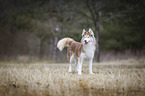 standing Siberian Husky